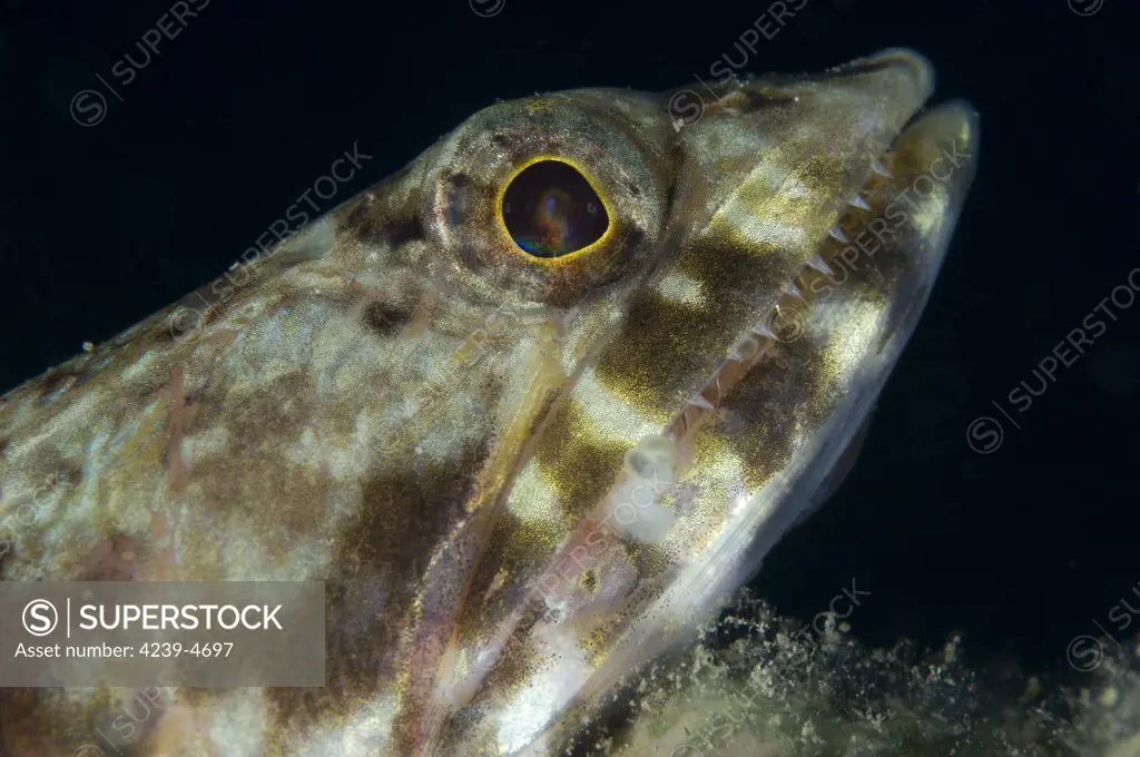 Mouth of a variegated lizardfish (Synodus variegatus) taken at the Witu Islands, Papua New Guinea.