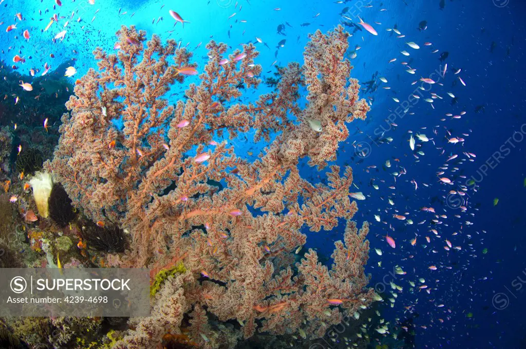 Spectacular reef scene showing sea fan (Semperina sp.) at Barney's reef, Witu Islands, Papua New Guinea.