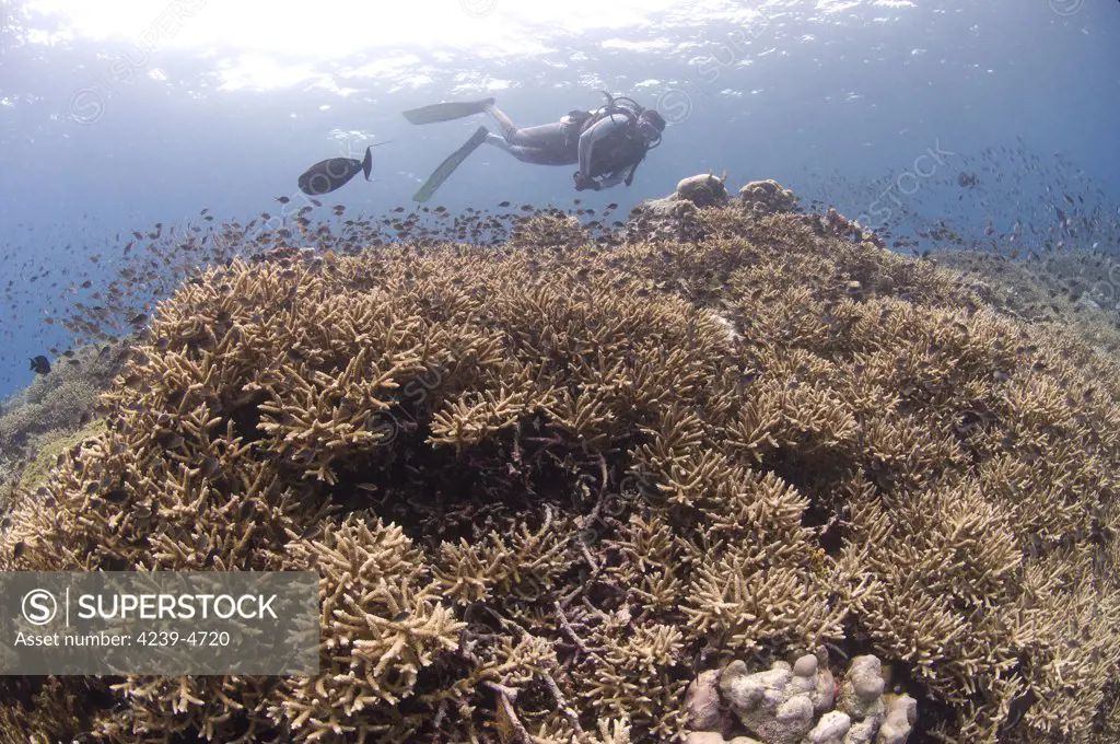 Masses of staghorn coral, Fathers reef, Kimbe Bay, Papua New Guinea.