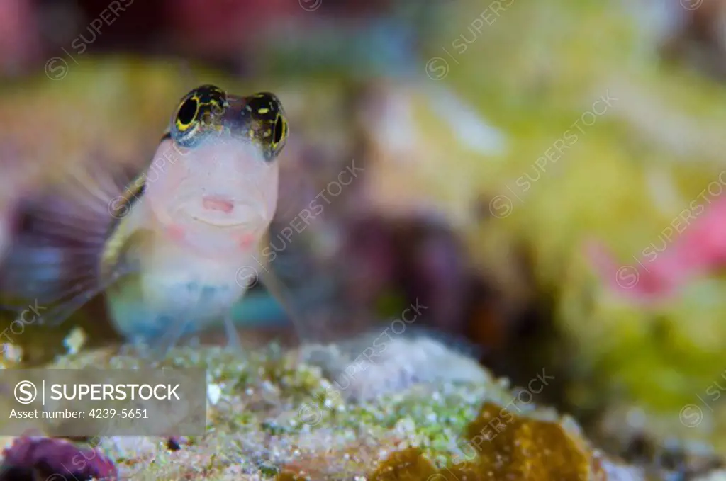Striped blenny (Ecsenius prooculis) perched on rock amongst colorful coral, Solomon Islands.