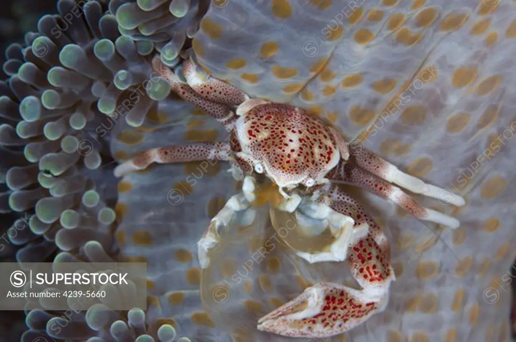 Spotted porcelain crab (Neopetrolisthes maculatus) perched on anemone mantle (Stichodactyla sp), feeding on plankton with feather net arms, Solomon Islands.