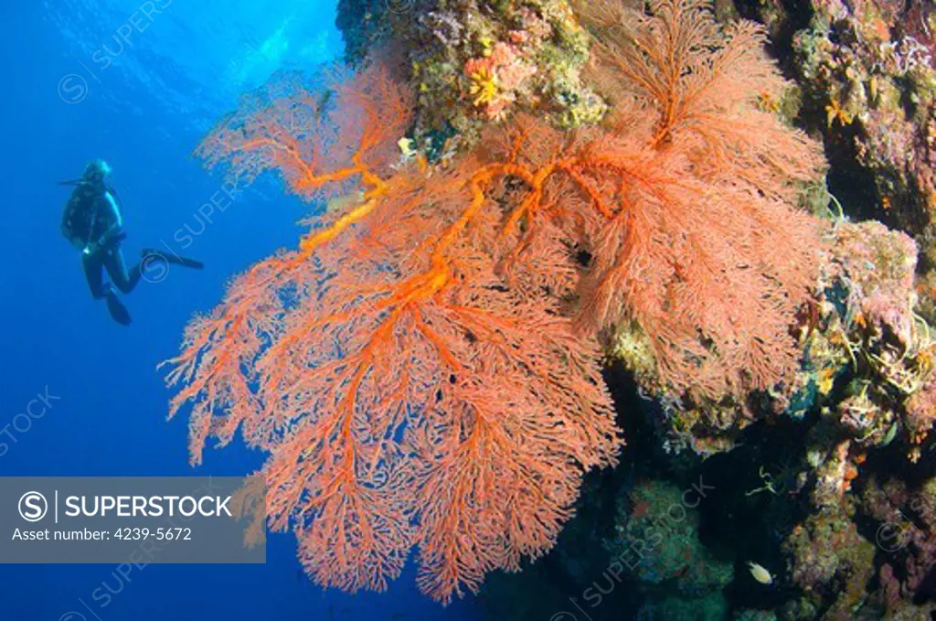 A diver looks on at large gorgonian sea fans (Subergorgia sp.), Solomon Islands.