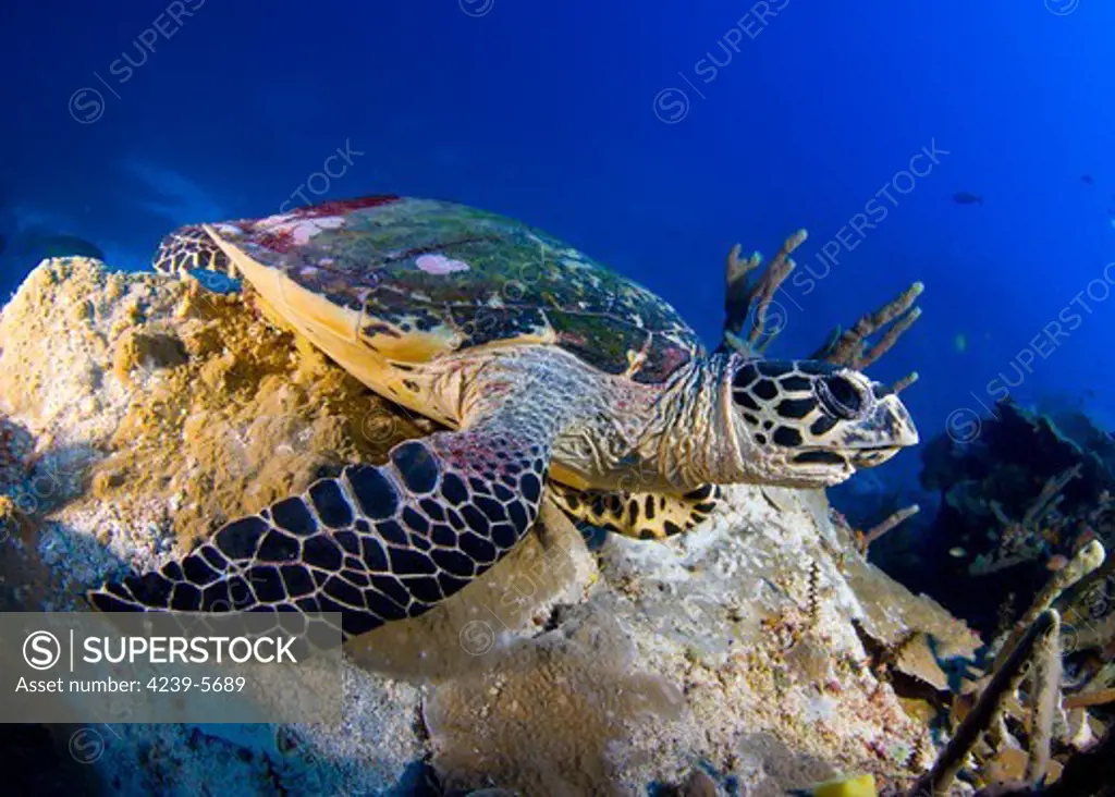 Hawksbill turtle (Eretmochelys imbricata) resting on a reef outcrop, Solomon Islands.