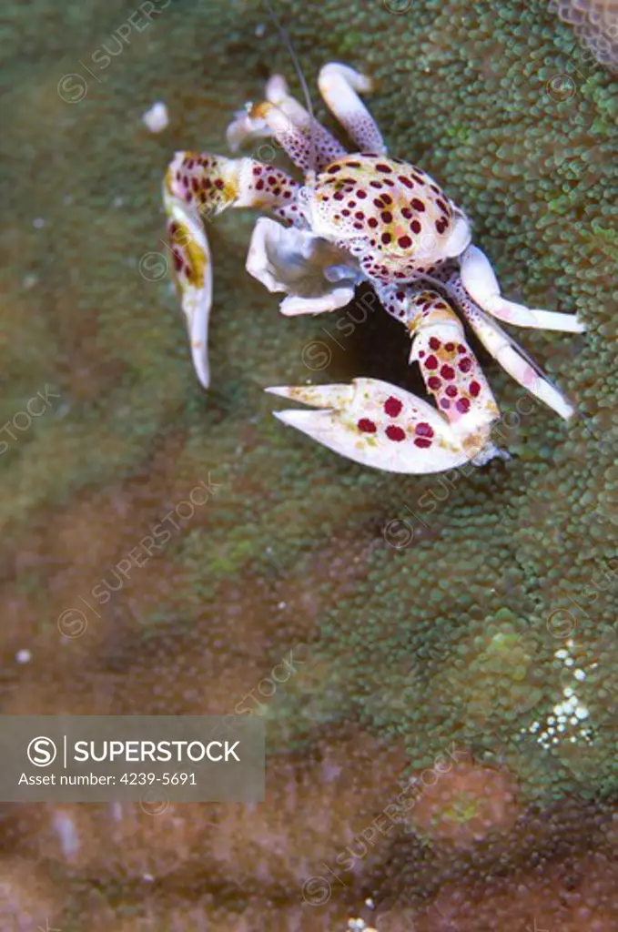 Spotted porcelain crab (Neopetrolisthes maculatus) perched on anemone mantle (Stichodactyla sp), feeding on plankton with feather net arms, Solomon Islands.