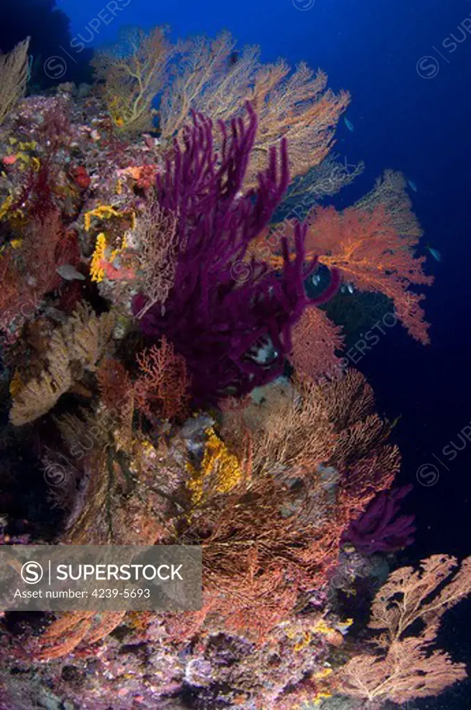 Colorful assorted sea fans and soft coral, Marovo lagoon, Solomon Islands.