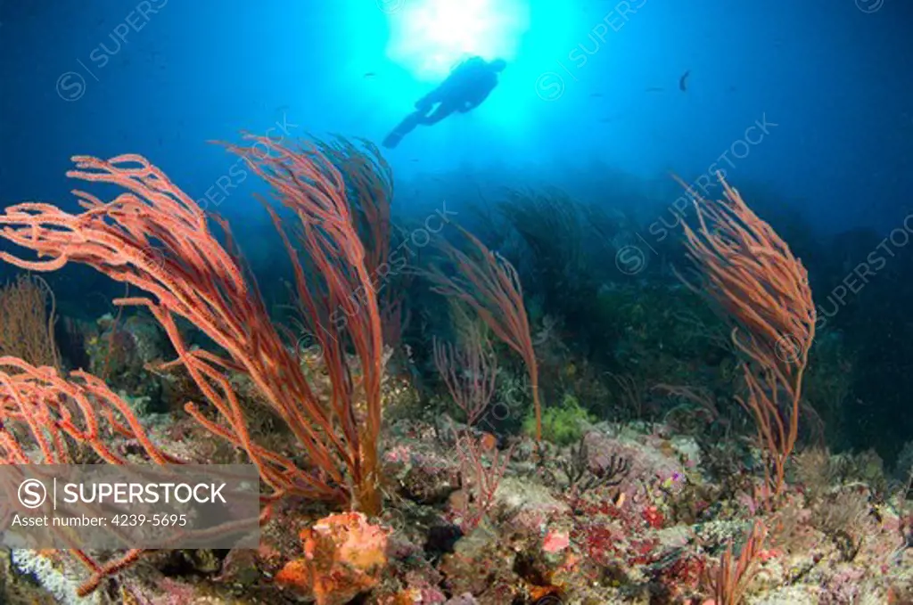 A diver looks on at sea fans (Subergorgia sp.), Solomon Islands.