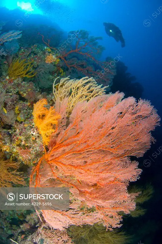A diver looks on at large gorgonian sea fans (Subergorgia sp.), Solomon Islands.