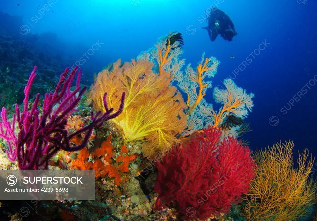 A diver looks on at a very colorful reef near Marovo lagoon, with large gorgonian sea fans (Subergorgia sp.) of various bright colours, Solomon Islands.