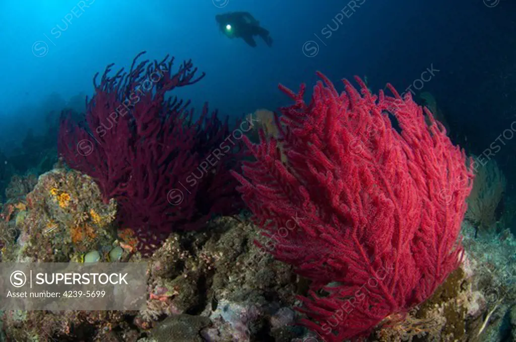 A diver looks on at a very colorful reef near Marovo lagoon, with large gorgonian sea fans (Subergorgia sp.) of various bright colours, Solomon Islands.