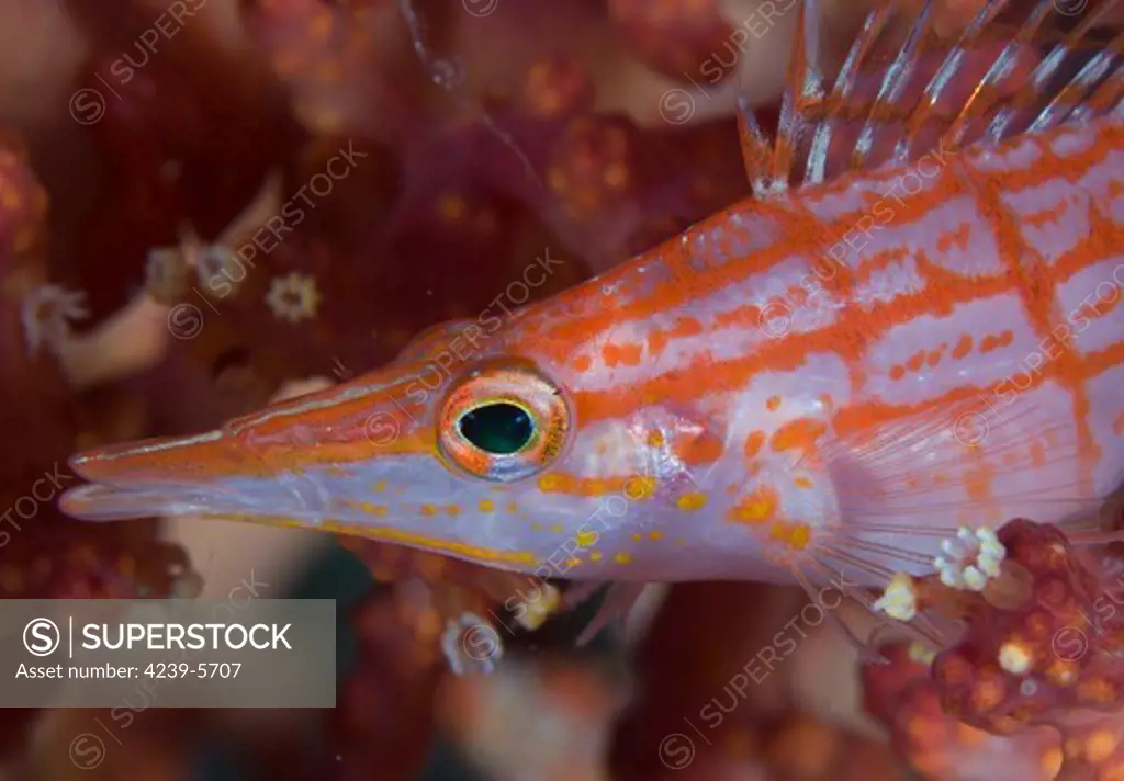 Longnose hawkfish (Oxycirrhites typus) amongst soft coral at a depth of 10 metres, Solomon Islands.