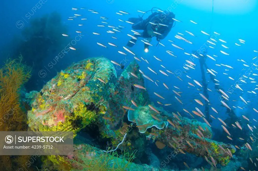 A diver looks on at an anti-aircraft gun still pointing defiantly at the sky on the wreck of a Japanese Maru warship sunk during during World War 2, Morovo Lagoon, Solomon Islands.