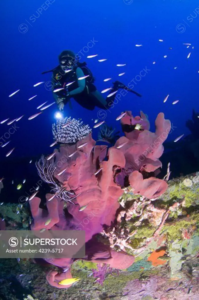 Elephant ear sponge (Ianthella basta), pink variety attached to a shipwreck, with diver onlooking with torch, Solomon Islands.