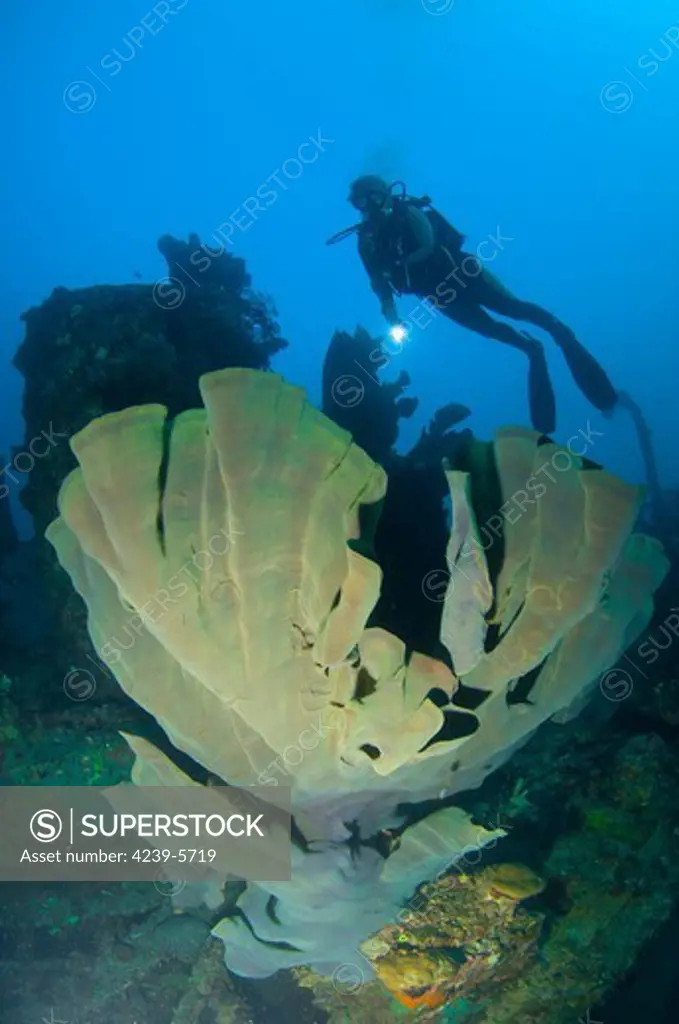 Elephant ear sponge (Ianthella basta) green-gray coloured attached to a shipwreck, with diver onlooking with torch, Solomon Islands.