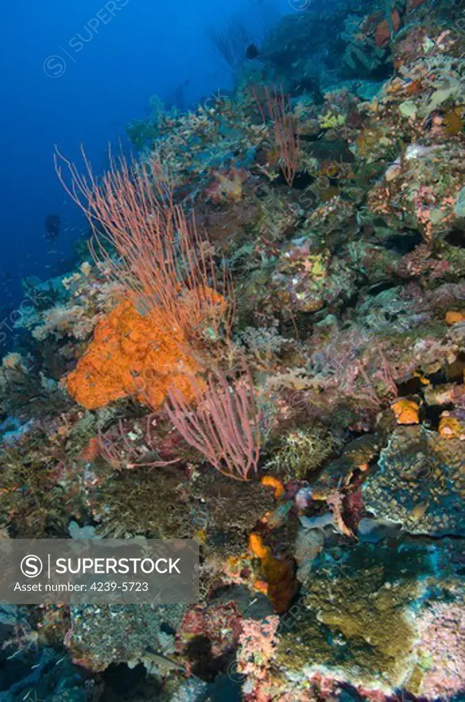 Reef scape in the Solomon Islands showing various corals.