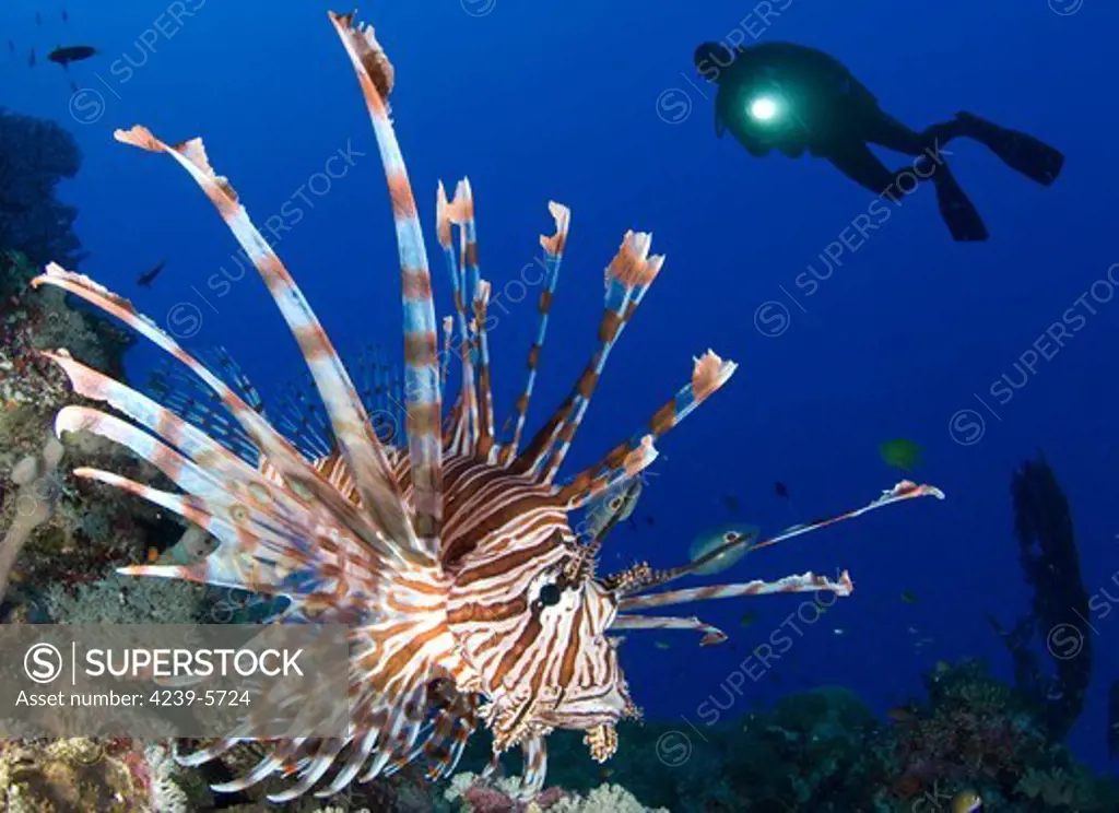 Common lionfish (Pterois volitans) with diver and torch in background, Solomon Islands.
