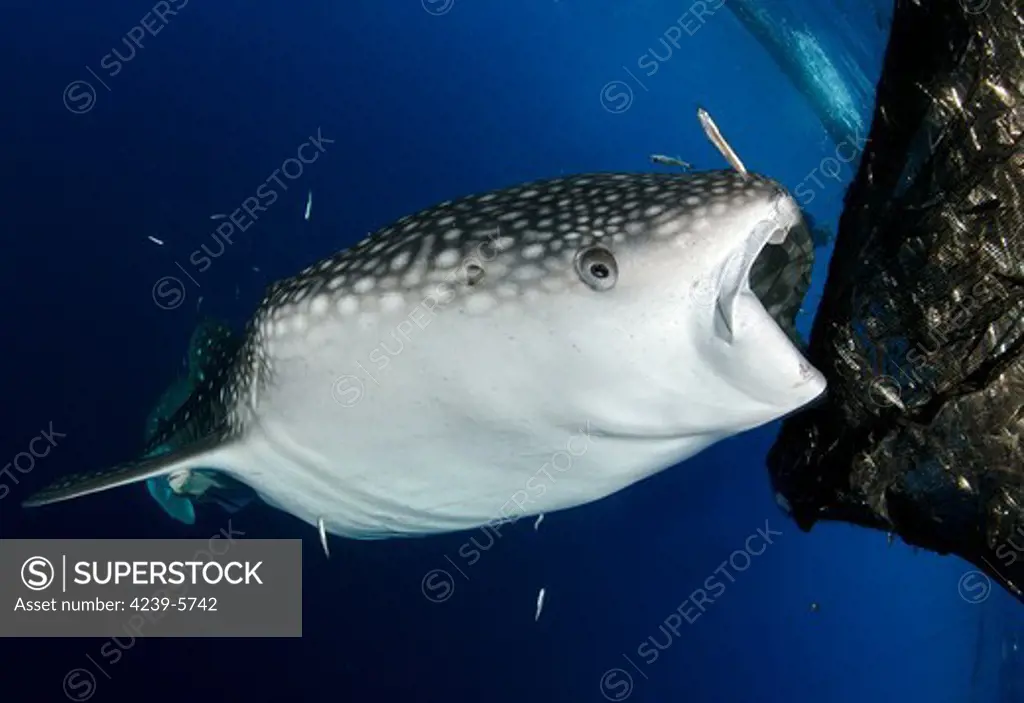 Whale sharks (Rhincodon typus) gather under fishing platforms to feed from fishermens nets, Papua, Indonesia.