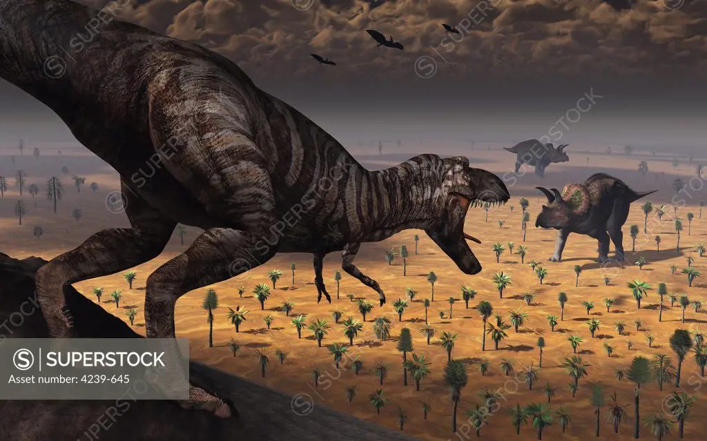 A lone carnivorous Tyrannosaurus Rex dinosaur spots two passing triceratops