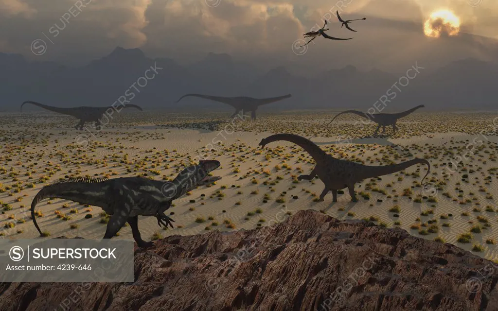 A lone Allosaurus carnivorous dinosaur spies his chance at getting an opportunity to attack a group of juvenile Diplodocus herbivores