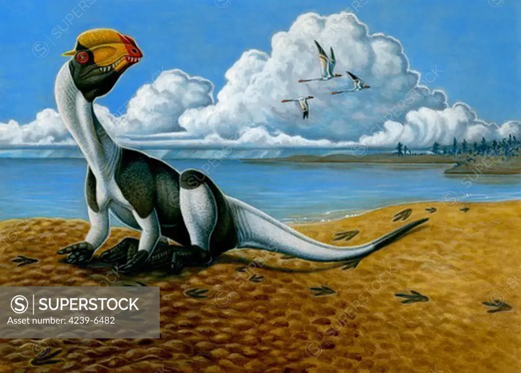 A Dilophosaurus dinosaur sitting in mud.
