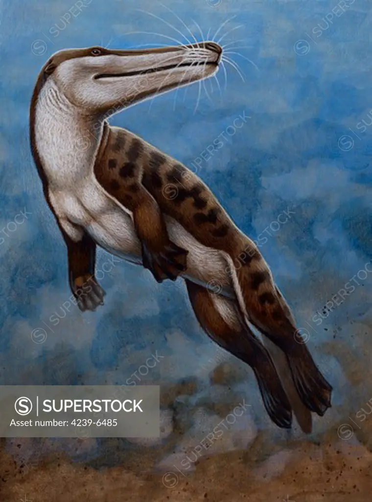 Ambulocetus natans, an early cetacean that lived in the Early Eocene epoch during the Cenozoic Era. Ambulocetus is an ancestor of modern day whales. Acrylics and colored pencil.