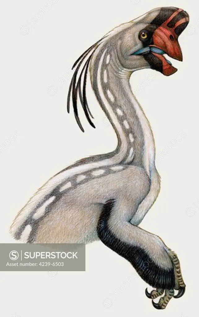 Oviraptor, a genus of small Mongolian theropod dinosaur that lived during the Cretaceous period.