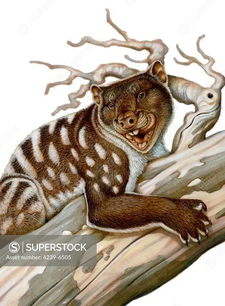 Thylacoleo, a marsupial lion from the Pleistocene Age. Mixed media.