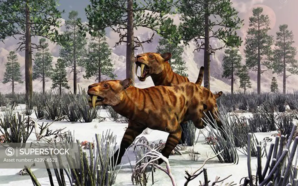 A pair of Sabre-Toothed Tigers hunting in a snow covered Pleistocene winter landscape.