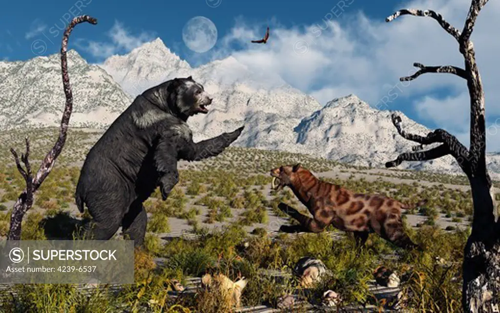 An Arctodus bear and a Sabre-Toothed Tiger involved in a territorial dispute during Earth's Pleistocene period of time.