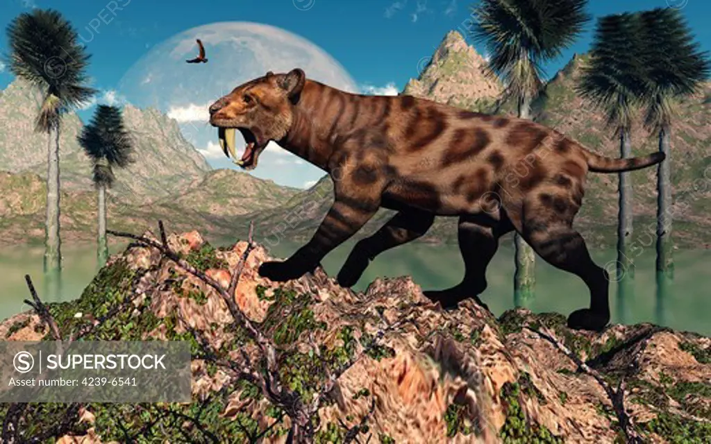 A lone Sabre-Toothed Tiger on the lookout for its next meal during Earth's Pleistocene Era of time.