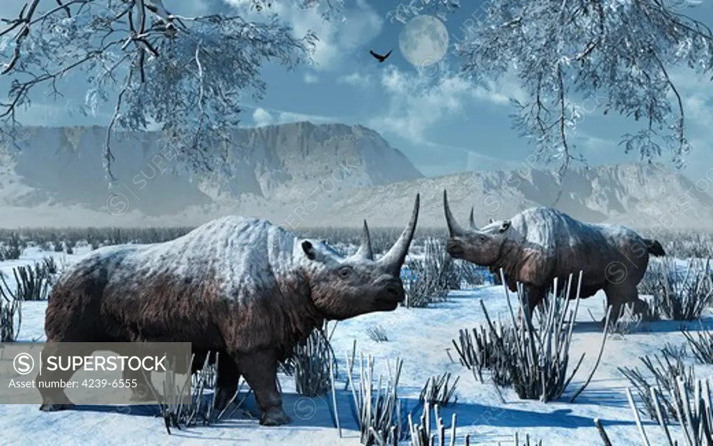 A pair of Woolly Rhinoceros brave a harsh cold winter during Earth's Pleistocene Era.