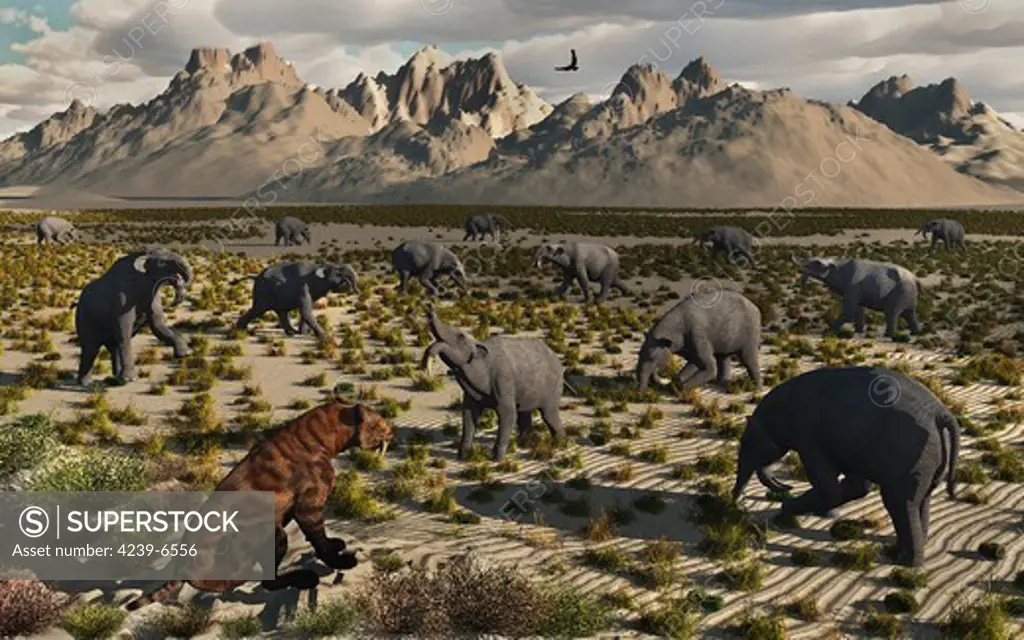 A lone carnivorous Sabre-Toothed Tiger looks down across a vast plain where a herd of Deinotherium graze during Earth's Pleistocene Era.