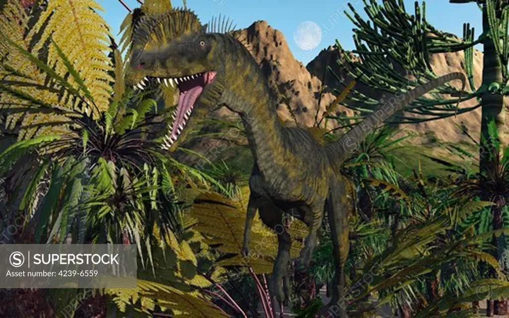 A carnivorous Dilophosaurus on the lookout for its next meal in a Jurassic forest.