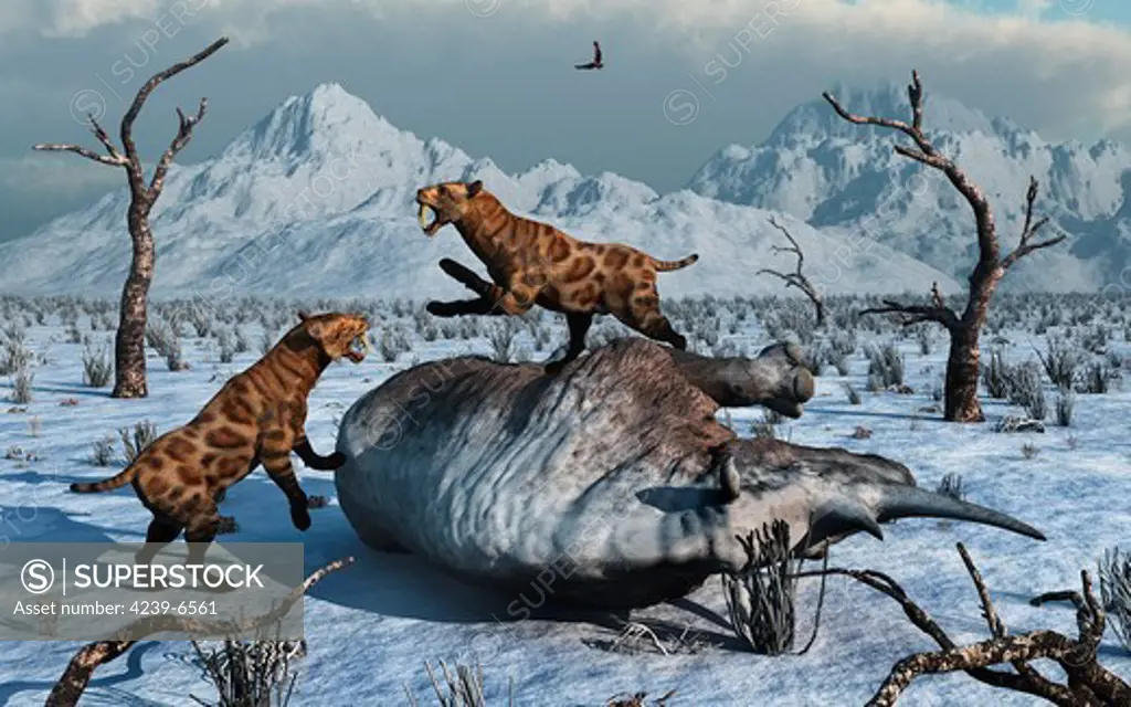 Two Sabre-Toothed Tigers battle over the carcass of a Woolly Rhinoceros.
