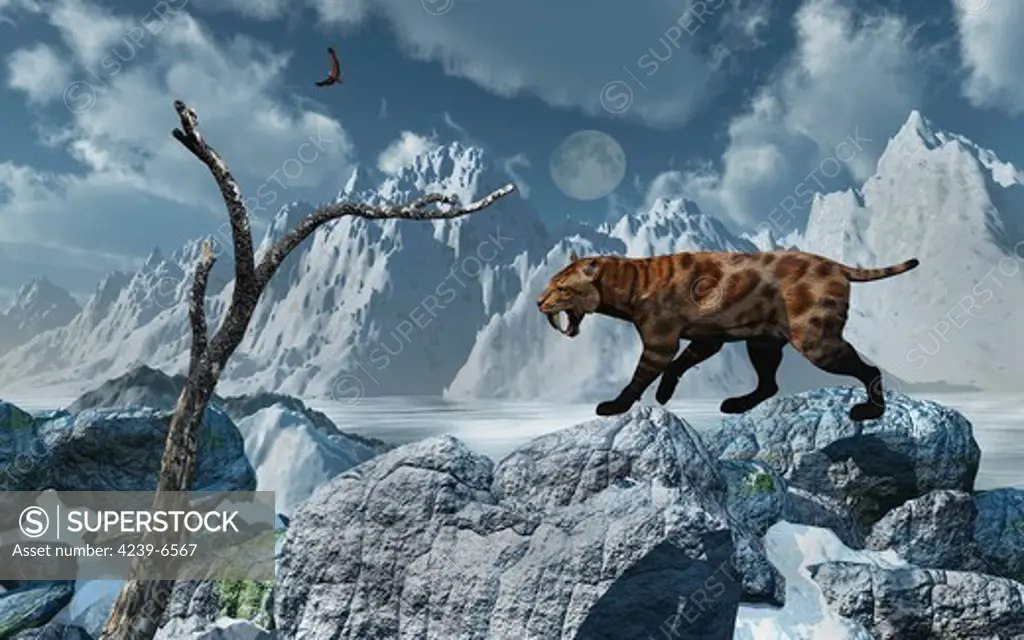 A lone Sabre-Toothed Tiger takes to the high ground in its quest to survive a freezing cold Pleistocene winter.