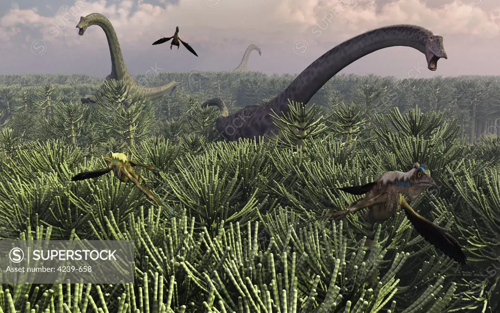 Diplodocus was a large dinosaur of the Sauropod family