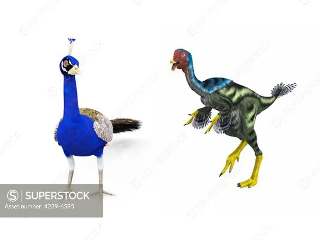 An adult theropod dinosaur of the genus Caudipteryx from 125 million years ago is compared to a modern adult peacock (Pavo cristatus). Both the Caudipteryx and peacock are about 30 inches tall.  * Values are estimates only based upon available paleontological data.