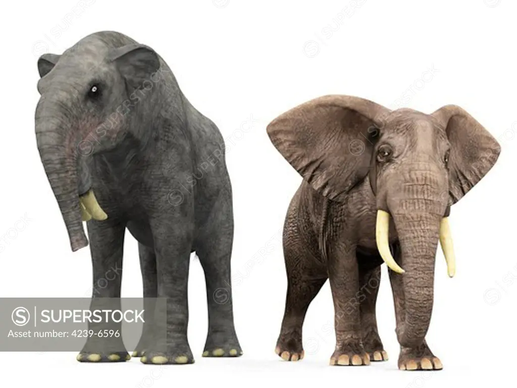 An adult Deinotherium from 7 million years ago is compared to a modern adult African Elephant (genus Loxodonta). The Deinotherium is 16 feet tall at the shoulder and weighs 17,000 pounds, while the African Elephant is 11 feet tall at the shoulder and weighs 10,000 pounds.