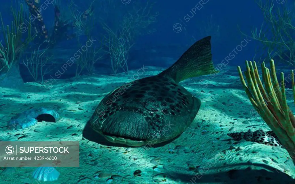 An 8-inch-long primitive jawless fish of the species Drepanaspis gemuendenensis settles on the bottom of a shallow Devonian sea 380 million years ago.