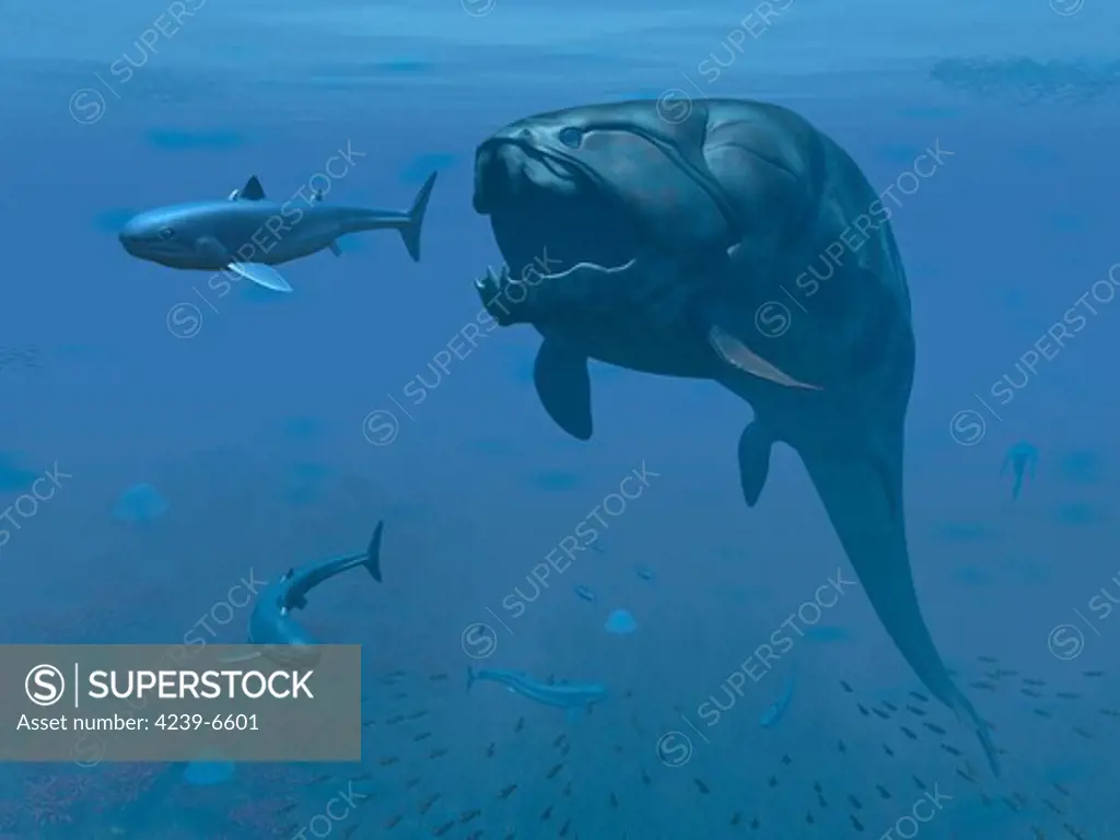 A 30-foot-long, four-ton hypercarnivorous apex predator of the species Dunkleosteus terrellix is about to make a meal of a six-foot-long primitive shark of the genus Cladoselache 370 million years ago in the Rheic Ocean near what is today North America.