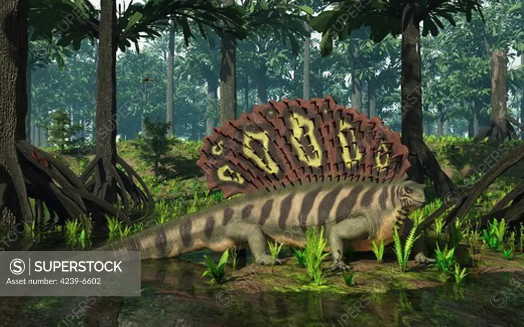 A ten-foot-long, 600 pound synapsid of the genus Edaphosaurus forages in a brackish mangrove-like swamp of gymnosperms of the genus Cordaites 300 million years ago in what is today Western Europe.