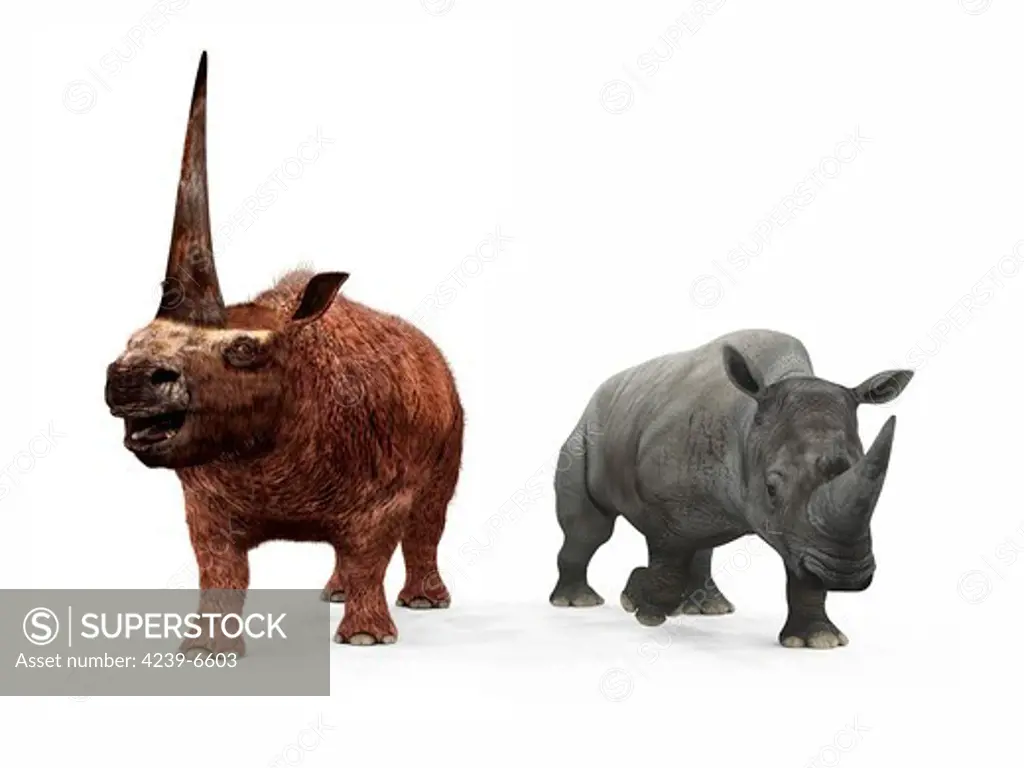 An adult Elasmotherium from 2 million years ago is compared to a modern adult White Rhinoceros (Ceratotherium simum).