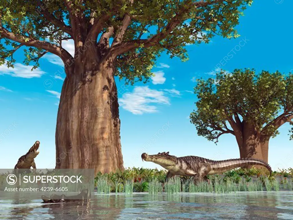 20-foot-long, 1-ton mahajangasuchid crocodyliforms of the genus Kaprosuchus mill about at water's edge near a baobab tree 95 million years ago in what is today Africa.