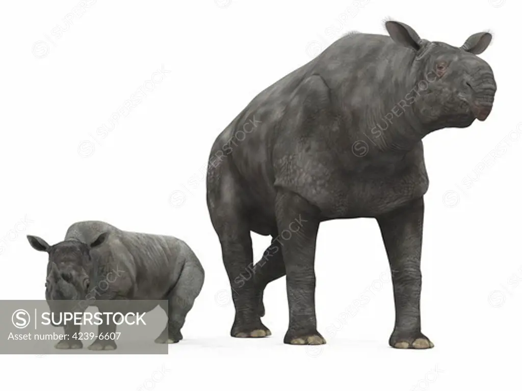 An adult Paraceratherium (AKA Indricotherium and Baluchitherium) from 30 million years ago is compared to a modern adult White Rhinoceros (Ceratotherium simum).