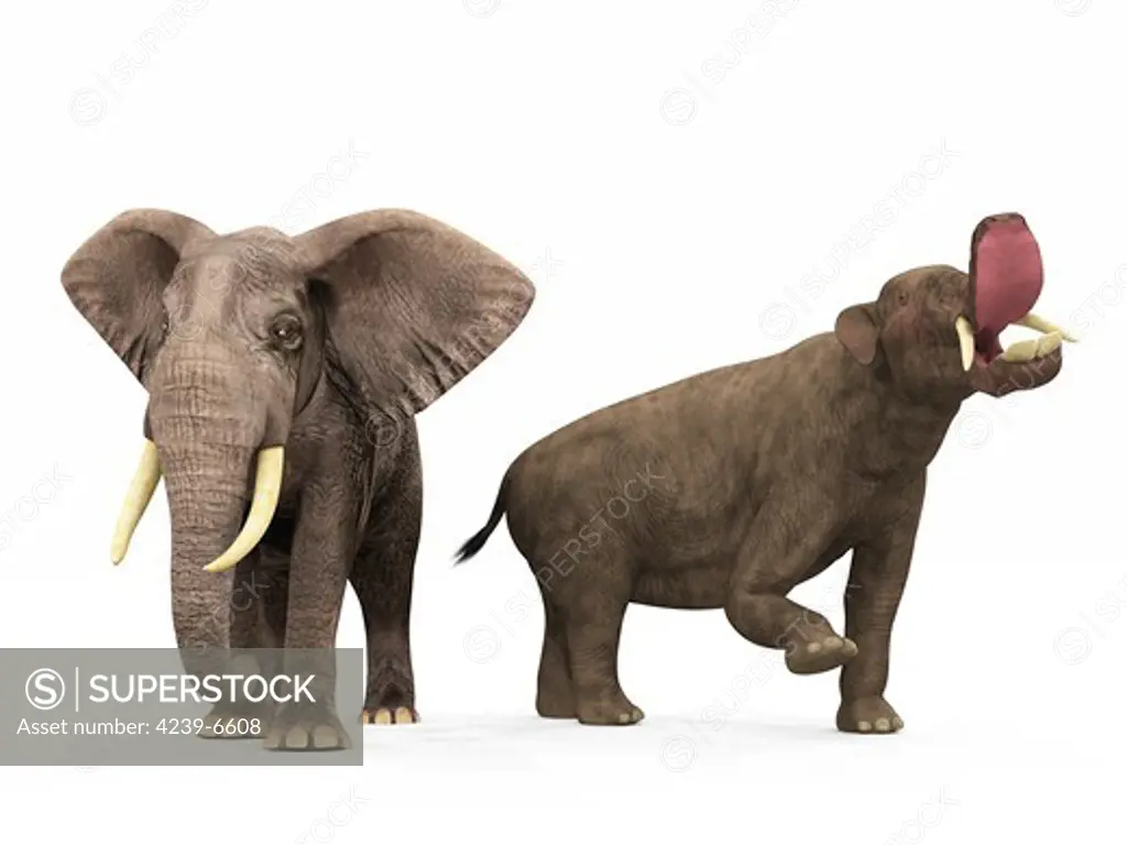 An adult Platybelodon from 9 million years ago is compared to a modern adult African Elephant (genus Loxodonta). The Platybelodon is 10 feet tall at the shoulder and weighs 9,000 pounds, while the African Elephant is 11 feet tall at the shoulder and weighs 10,000 pounds.