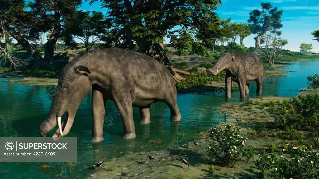 A pair of 3-ton herbivorous proboscidean mammals, a male and female of the genus Platybelodon, follow a shallow stream 9 million years ago in what is today North America..