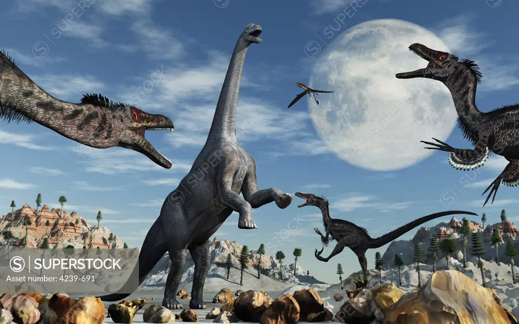 A lone Camarasaurus herbivore dinosaur is confronted by a pack of carnivorous velociraptors as they intend on making it their next meal