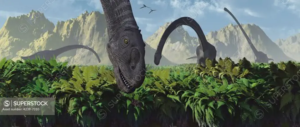 A herd of Omeisaurus sauropod dinosaurs feeding from a lush feeding ground filled with healthy green vegetation.