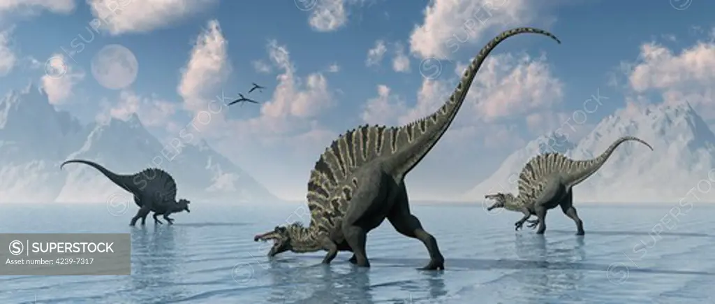 A small group of giant carniverous Spinosaurus dinosaurs spending the day fishing.