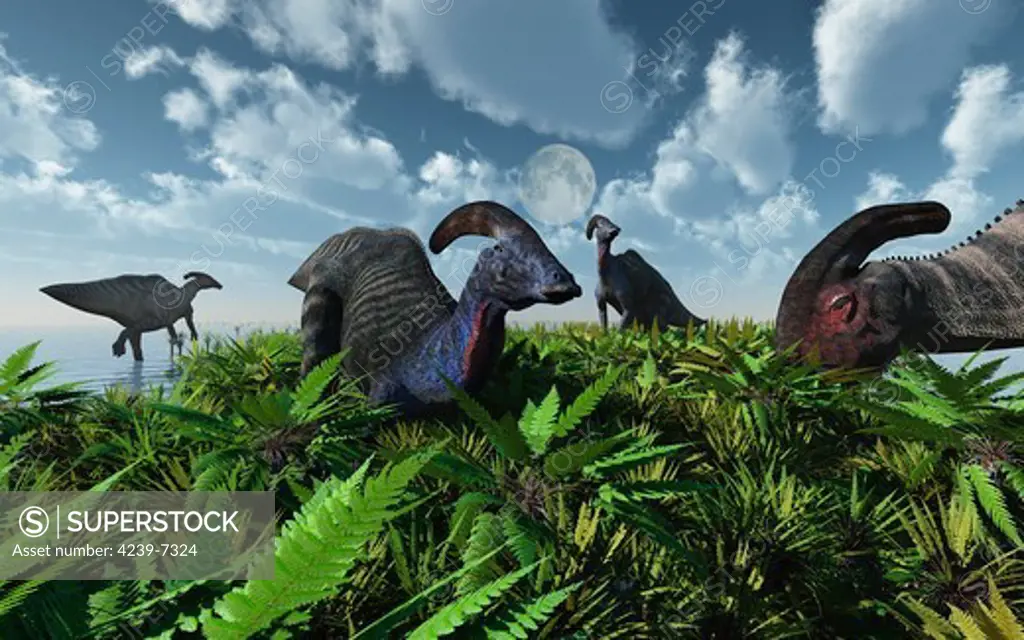 A herd of herbivorous Parasaurolophus dinosaurs grazing during Earth's Cretaceous Period.