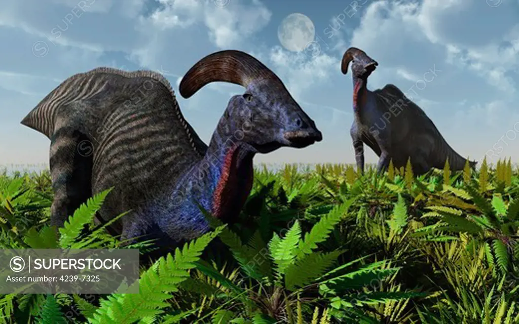 A pair of Parasaurolophus duckbill dinosaurs during Earth's Cretaceous Period.